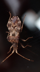 Centrocoris variegatus