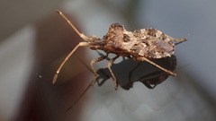 Centrocoris variegatus