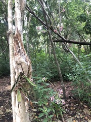 Trichocentrum andrewsiae