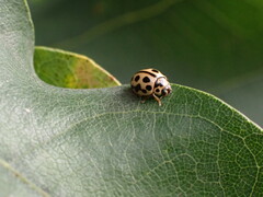 Tytthaspis sedecimpunctata