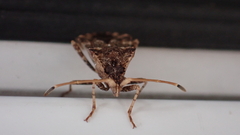 Centrocoris variegatus