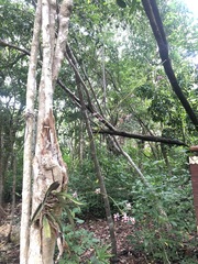 Trichocentrum andrewsiae