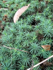 Dawsonia superba