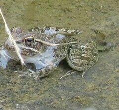 Lithobates berlandieri