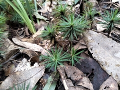 Dawsonia superba