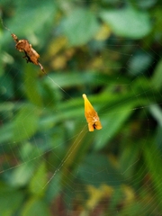 Arachnura