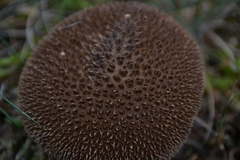 Lycoperdon nigrescens