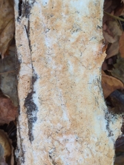 Rigidoporus corticola