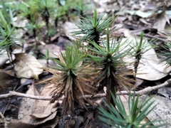 Dawsonia superba