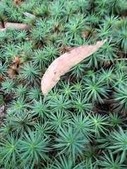 Dawsonia superba