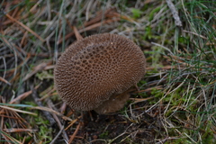 Lycoperdon nigrescens