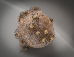 Parasteatoda tepidariorum