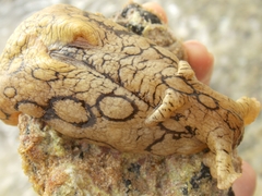 Aplysia dactylomela