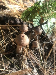 Armillaria gallica