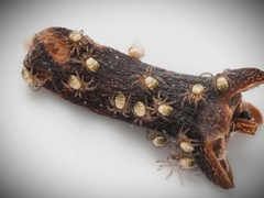 Parasteatoda tepidariorum