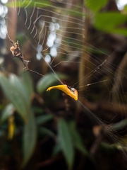 Arachnura