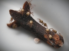 Parasteatoda tepidariorum