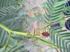 Prismatocerus prominulus