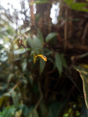 Arachnura