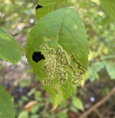 Phytomyza ilicis group