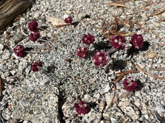 Eriogonum ovalifolium