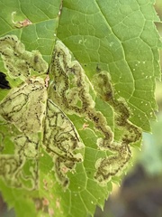 Phytomyza ilicis group