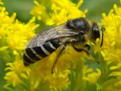 Colletes simulans armatus