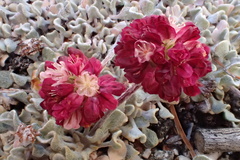 Eriogonum ovalifolium