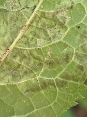 Phytomyza ilicis group