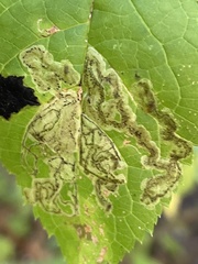 Phytomyza ilicis group