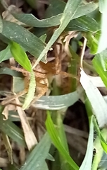 Olios