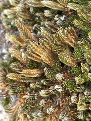 Selaginella watsonii