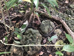 Mastigodryas melanolomus