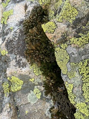 Selaginella watsonii