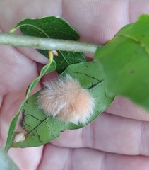 Neuroterus laurifoliae