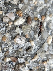Cardiocondyla mauritanica