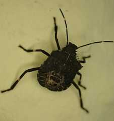 Halyomorpha halys