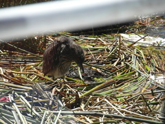 Nycticorax nycticorax