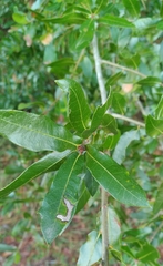 Neuroterus laurifoliae