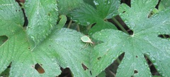 Homoeocerus dilatatus