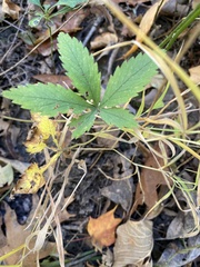 Potentilla simplex
