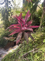 Cordyline fruticosa
