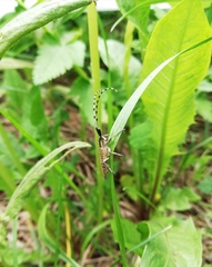 Agapanthia villosoviridescens