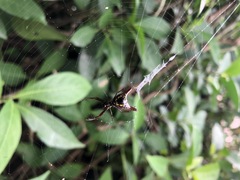 Micrathena sexspinosa