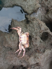 Hemigrapsus sanguineus