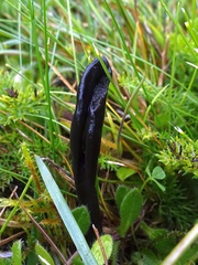 Geoglossum uliginosum