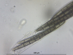 Geoglossum uliginosum