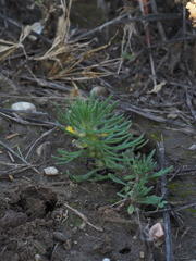 Ajuga chamaepitys