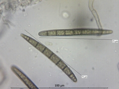 Geoglossum uliginosum