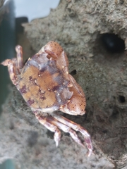 Hemigrapsus sanguineus